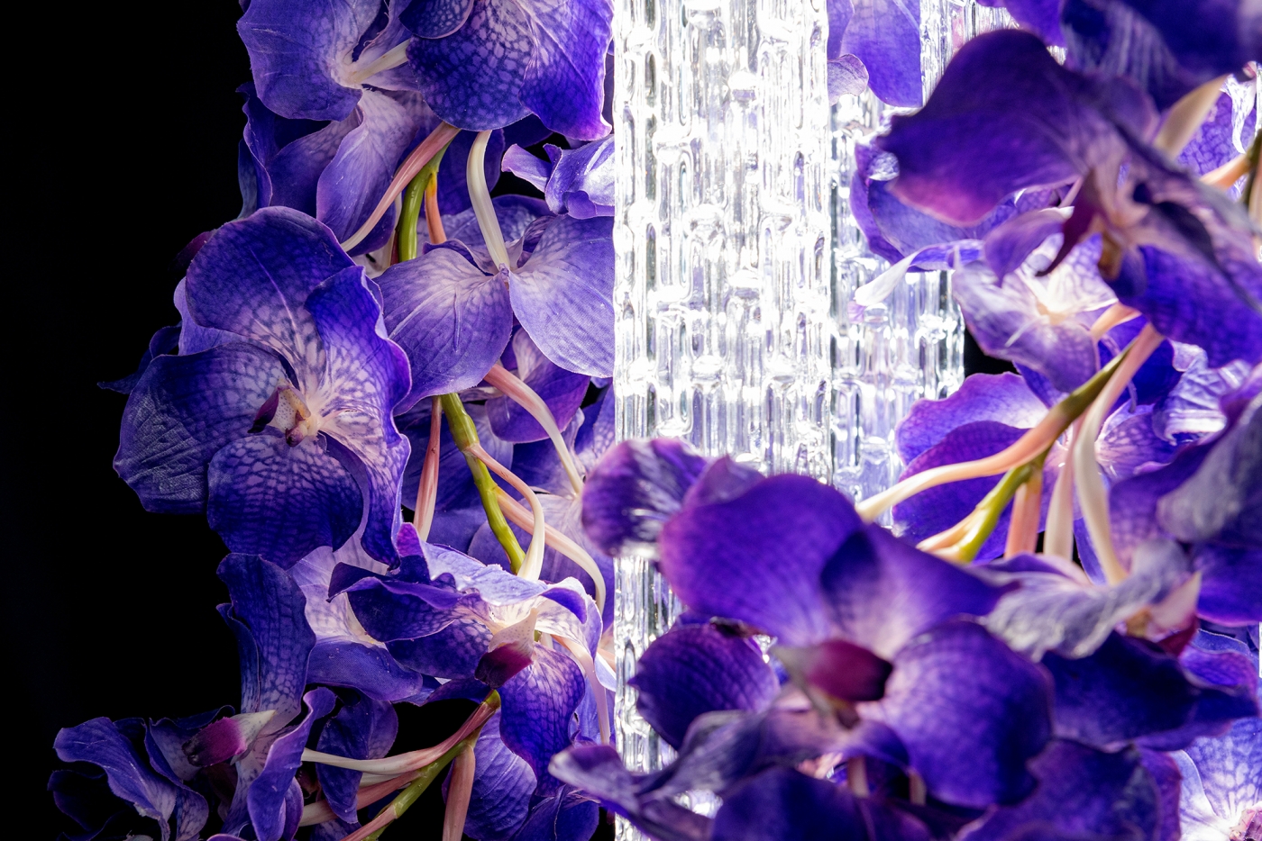 1624623498-8880380.99_VANDA_50x50_2139