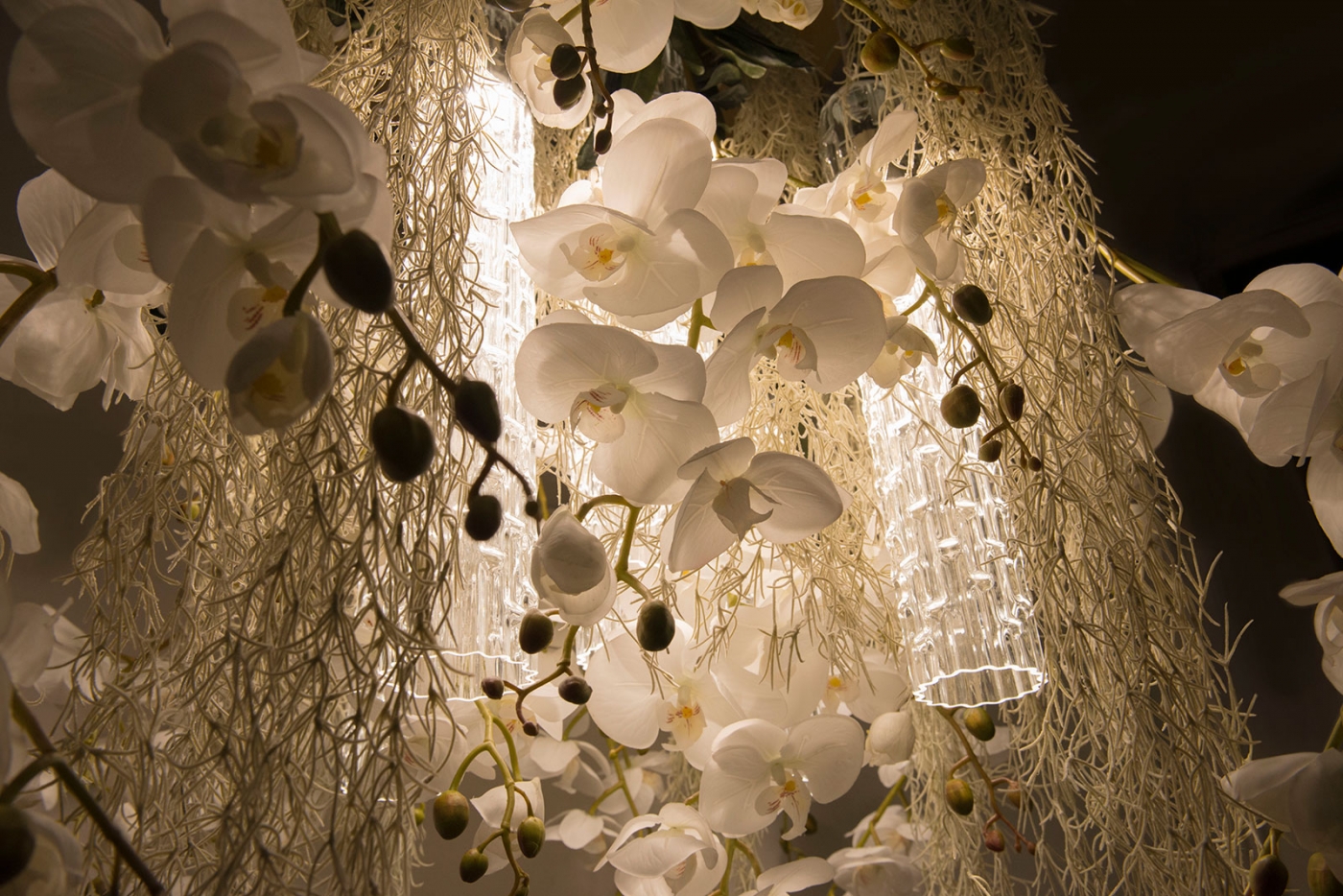 Flower Power Phalaenopsis amb 03