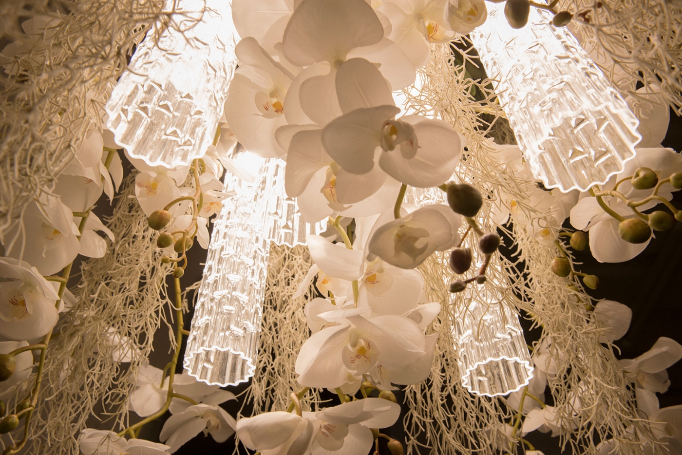 Flower Power Phalaenopsis amb 04