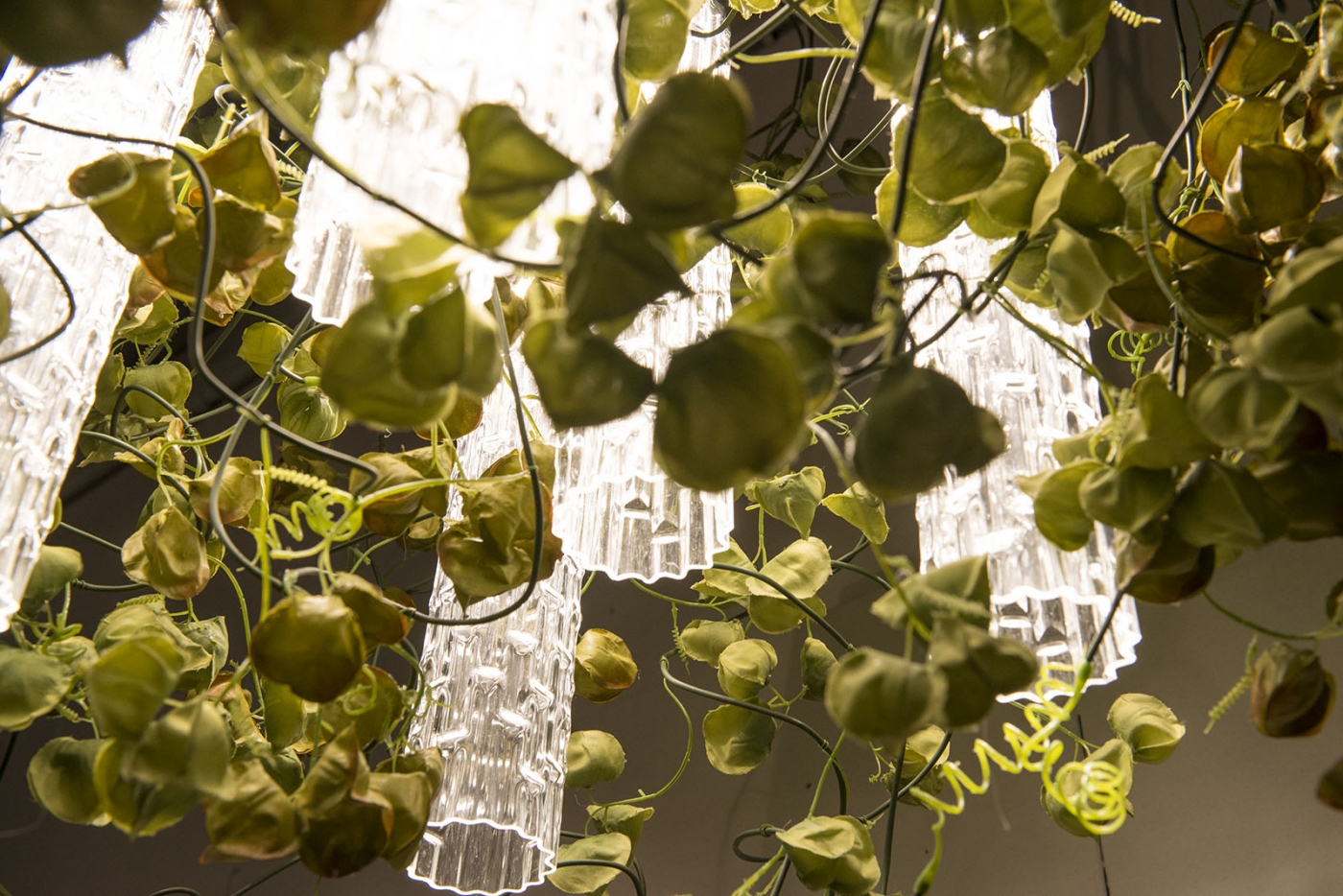 Flower Power Physalis amb 01